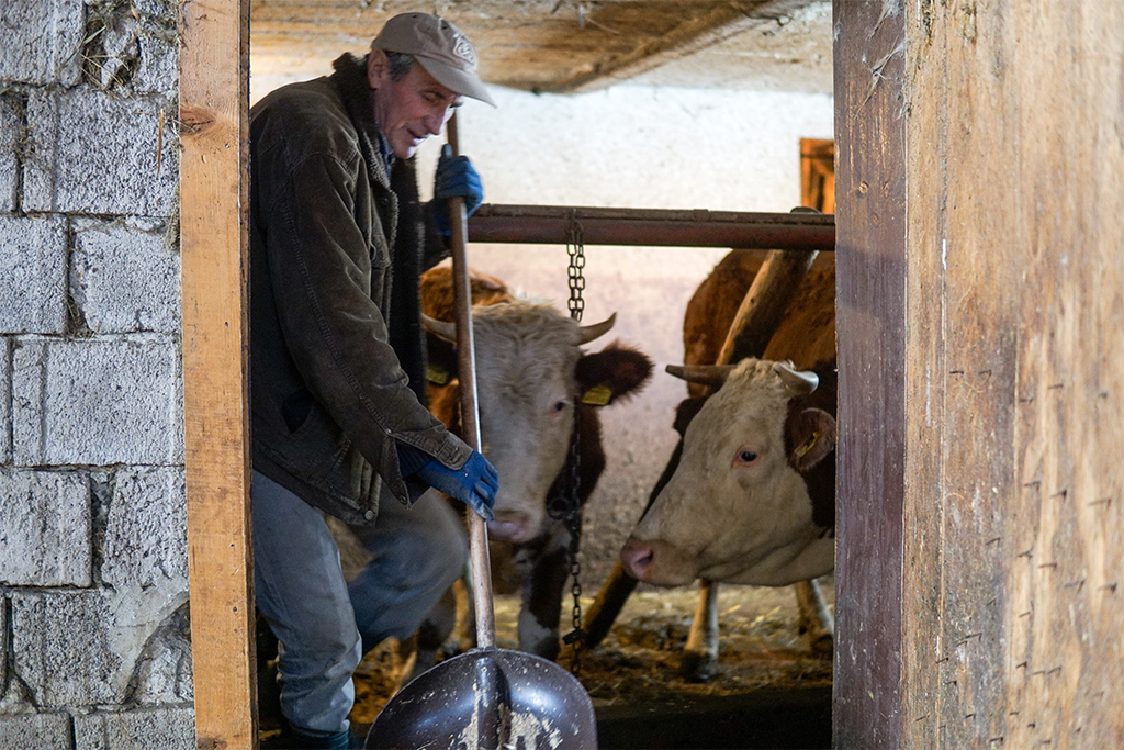 egy tehén miért fogyna a zsírégetés kulcsa